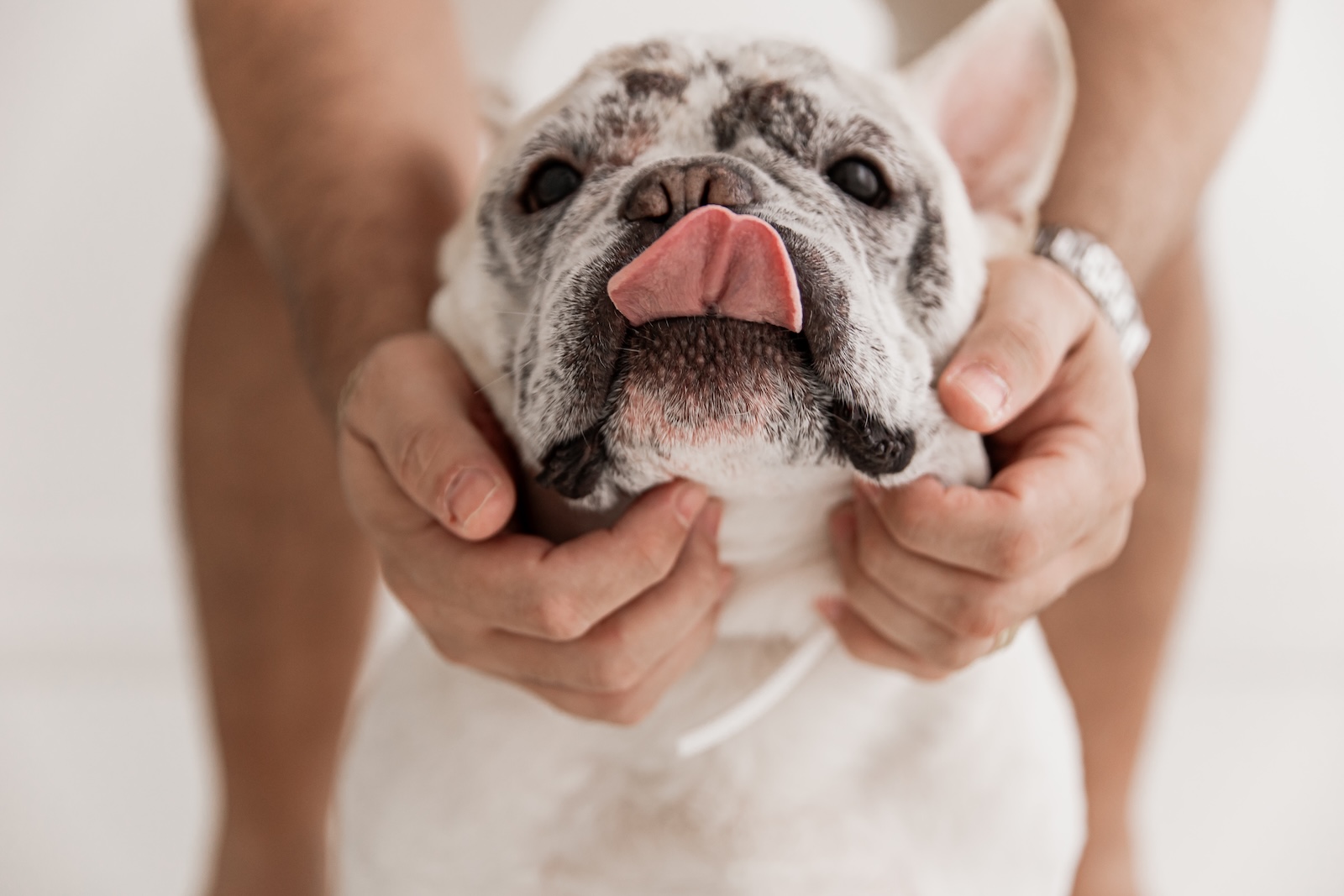 Ensaio gestante com pet no estúdio pet-friendly na Barra da Tijuca